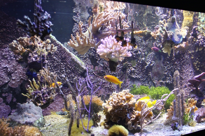Marineland - Aquarium - 058